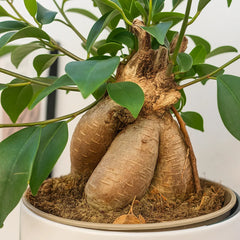 25 - 35cm Ficus Ginseng Bonsai Tree in 18cm Pot House Plant