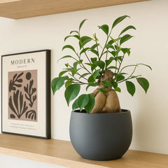 25 - 35cm Ficus Ginseng Bonsai Tree in 18cm Pot House Plant