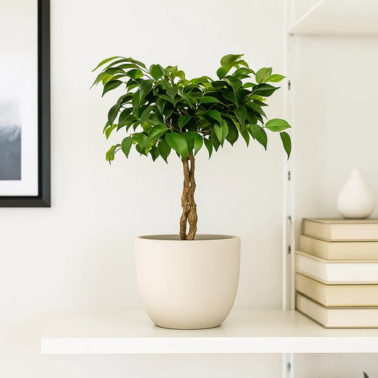 25 - 35cm Ficus Green King Rubber Plant 12cm Pot House Plant