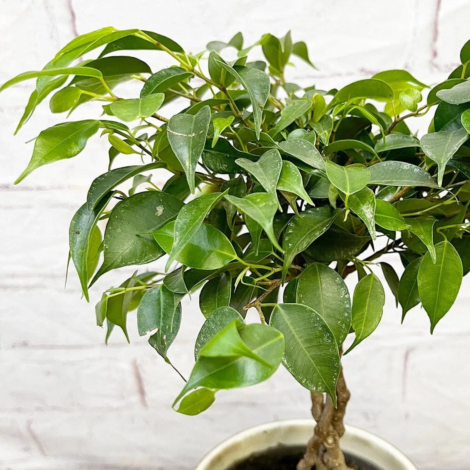 25 - 35cm Ficus Green King Rubber Plant 12cm Pot House Plant
