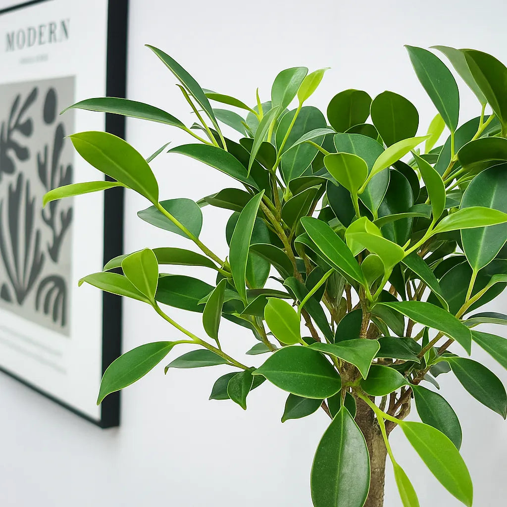 25 - 35cm Ficus Microcarpa Retusa Bonsai Tree in pot 15cm Ceramic Pot House Plant