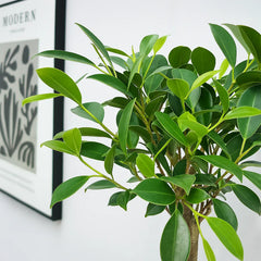 25 - 35cm Ficus Microcarpa Retusa Bonsai Tree in pot 15cm Ceramic Pot House Plant