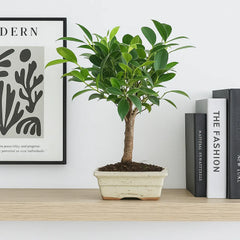 25 - 35cm Ficus Microcarpa Retusa Bonsai Tree in pot 15cm Ceramic Pot House Plant