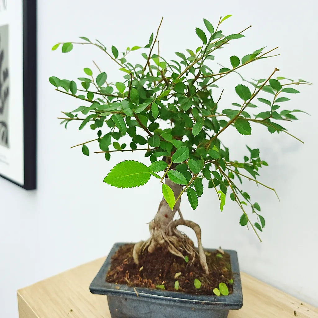 25 - 35cm Ficus Zelkova Bonsai Tree in pot 15cm Ceramic Pot House Plant