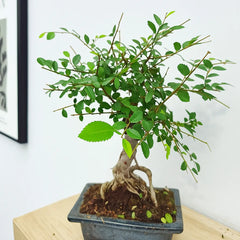 25 - 35cm Ficus Zelkova Bonsai Tree in pot 15cm Ceramic Pot House Plant