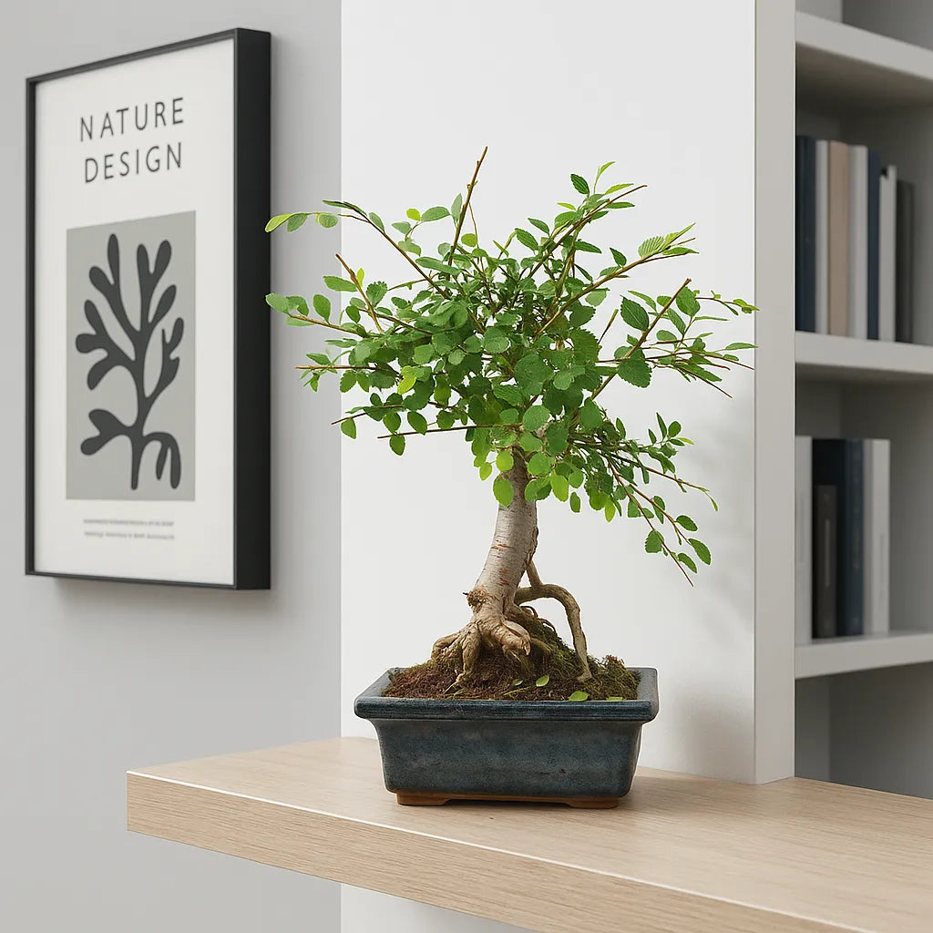 25 - 35cm Ficus Zelkova Bonsai Tree in pot 15cm Ceramic Pot House Plant