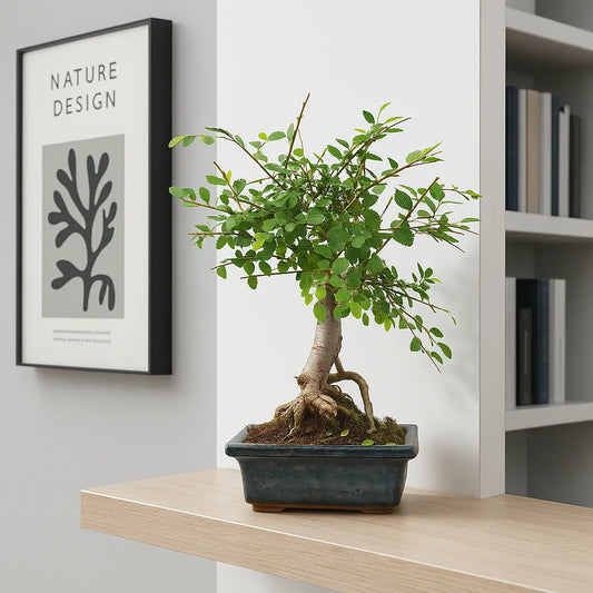 25 - 35cm Ficus Zelkova Bonsai Tree in pot 15cm Ceramic Pot House Plant
