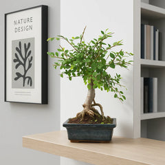 25 - 35cm Ficus Zelkova Bonsai Tree in pot 15cm Ceramic Pot House Plant