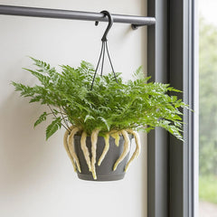 25 - 35cm Hare's Foot Fern in Hanging Pot Humata Tyermanii 17cm Pot House Plant