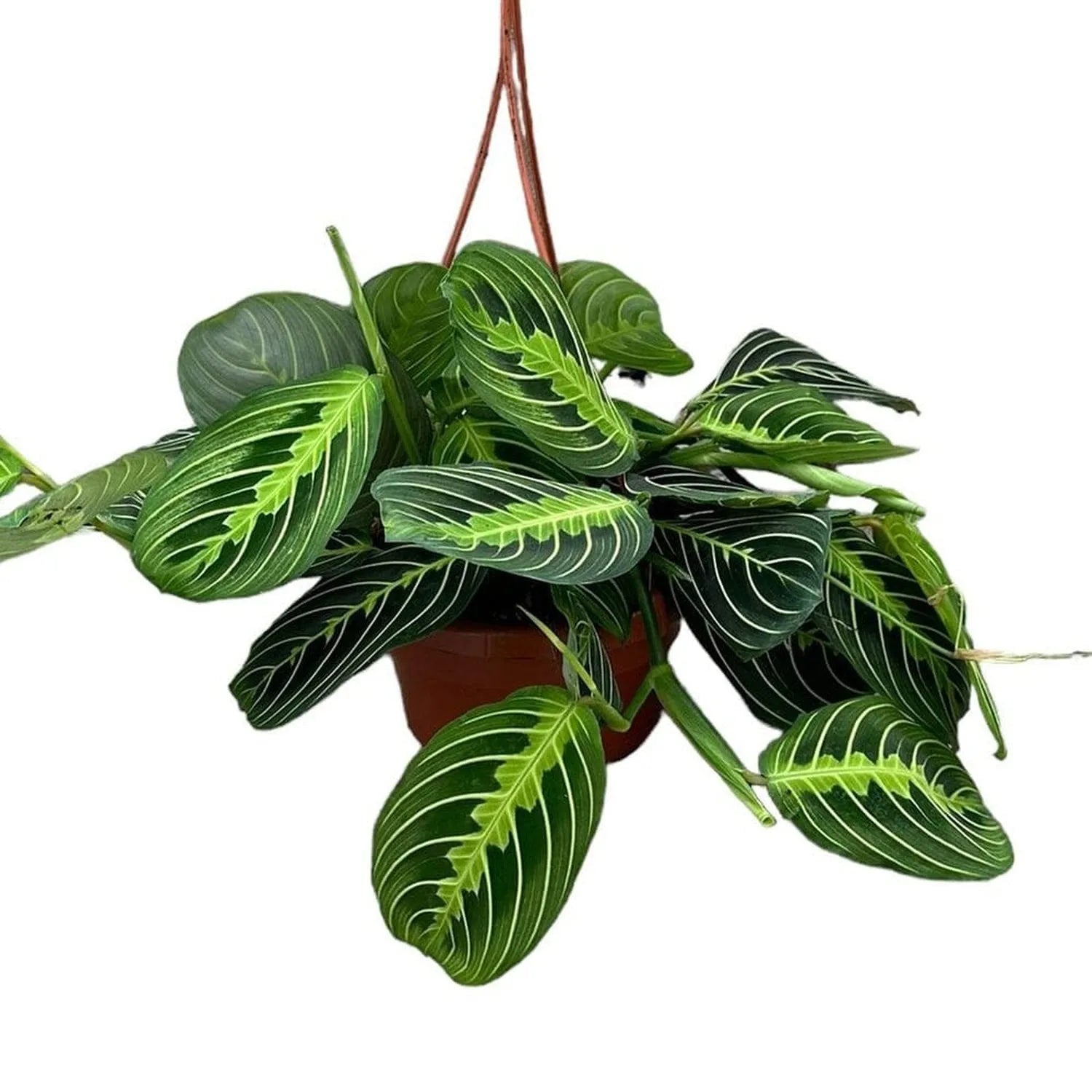 25 - 35cm Maranta Lemon Lime in Hanging Pot Prayer Plant 14cm Pot House Plant