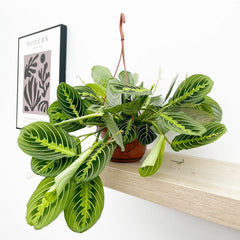 25 - 35cm Maranta Lemon Lime in Hanging Pot Prayer Plant 14cm Pot House Plant