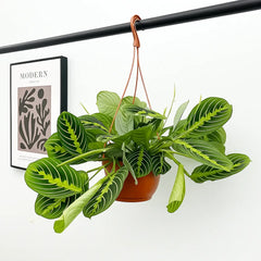 25 - 35cm Maranta Lemon Lime in Hanging Pot Prayer Plant 14cm Pot House Plant