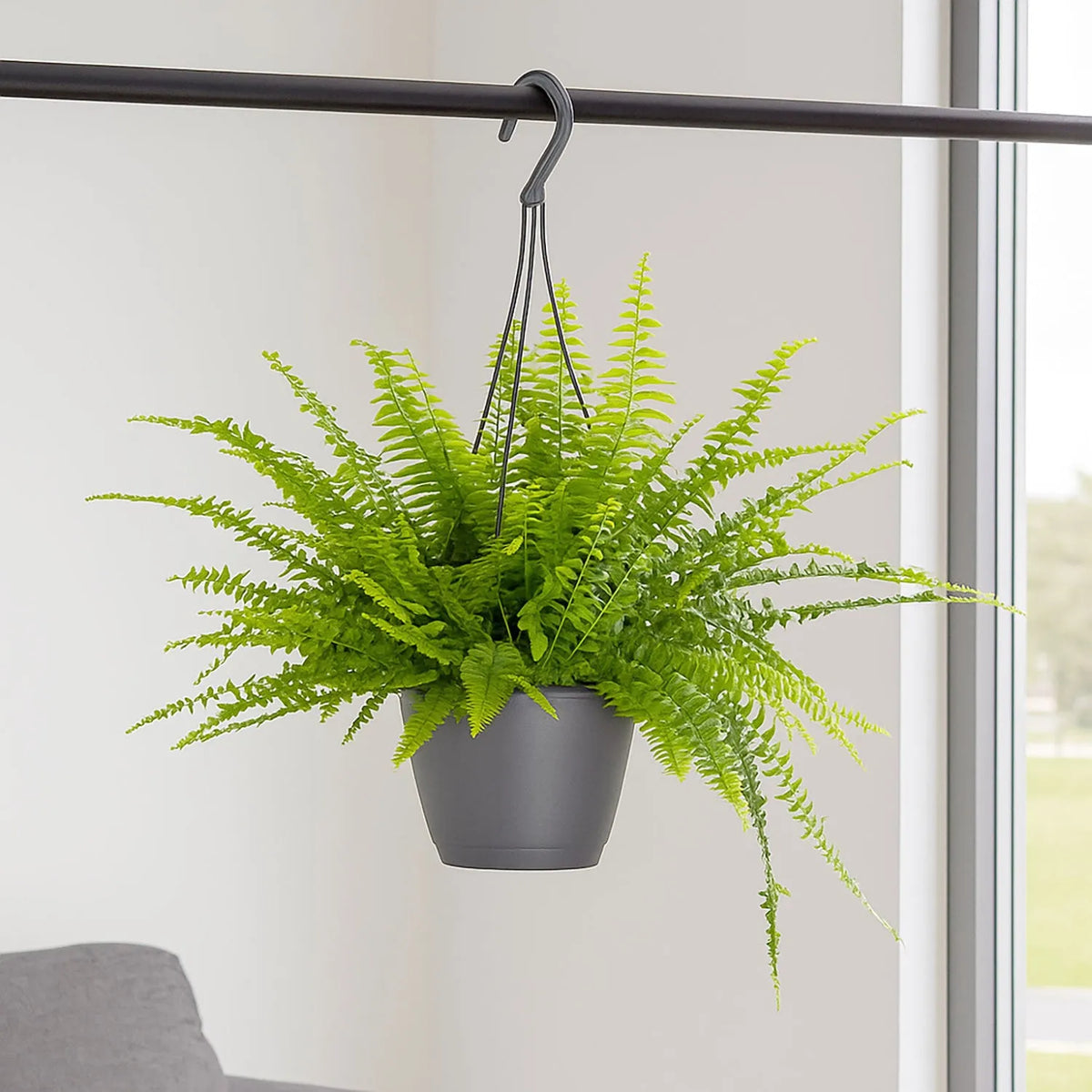 25 - 35cm Nephrolepis Boston Fern 17cm Hanging Pot House Plant