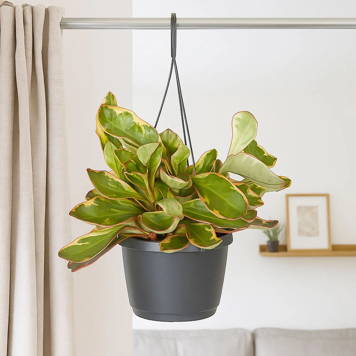 25 - 35cm Peperomia Jelly 17cm Hanging Pot House Plant
