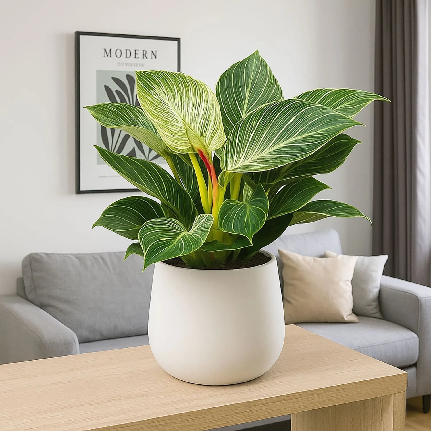 25 - 35cm Philodendron Birkin 12cm Pot House Plant