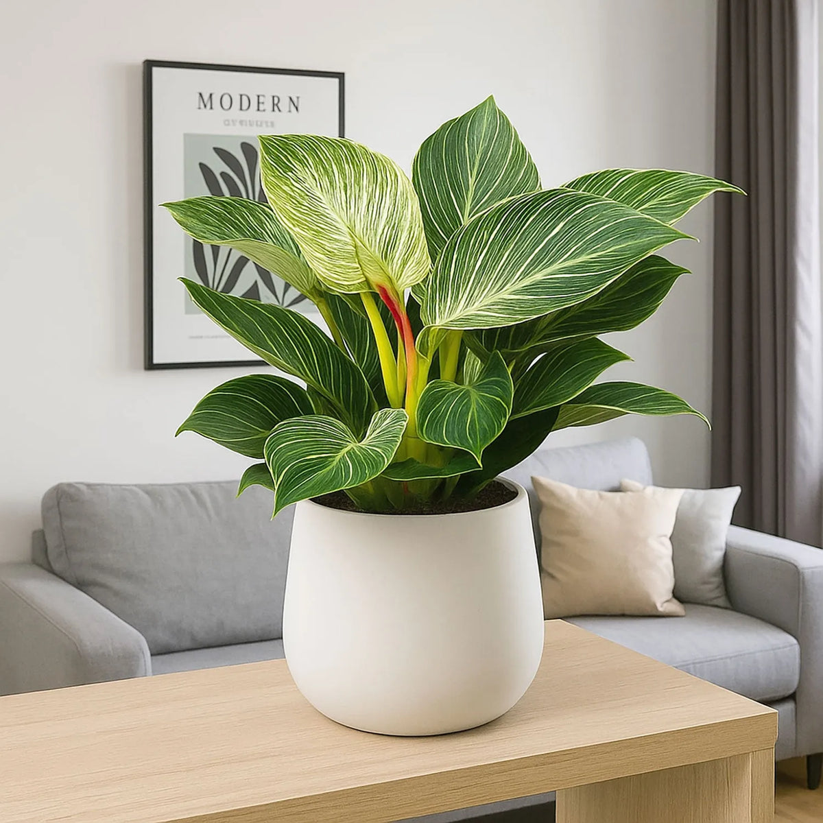 25 - 35cm Philodendron Birkin 12cm Pot House Plant