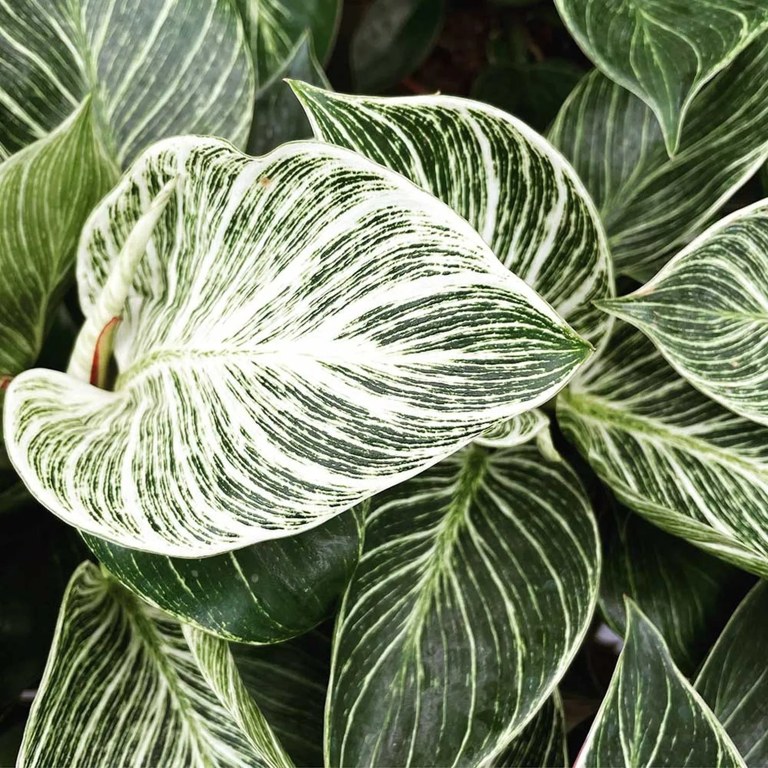 25 - 35cm Philodendron Birkin 12cm Pot House Plant