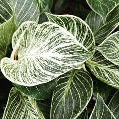 25 - 35cm Philodendron Birkin 12cm Pot House Plant