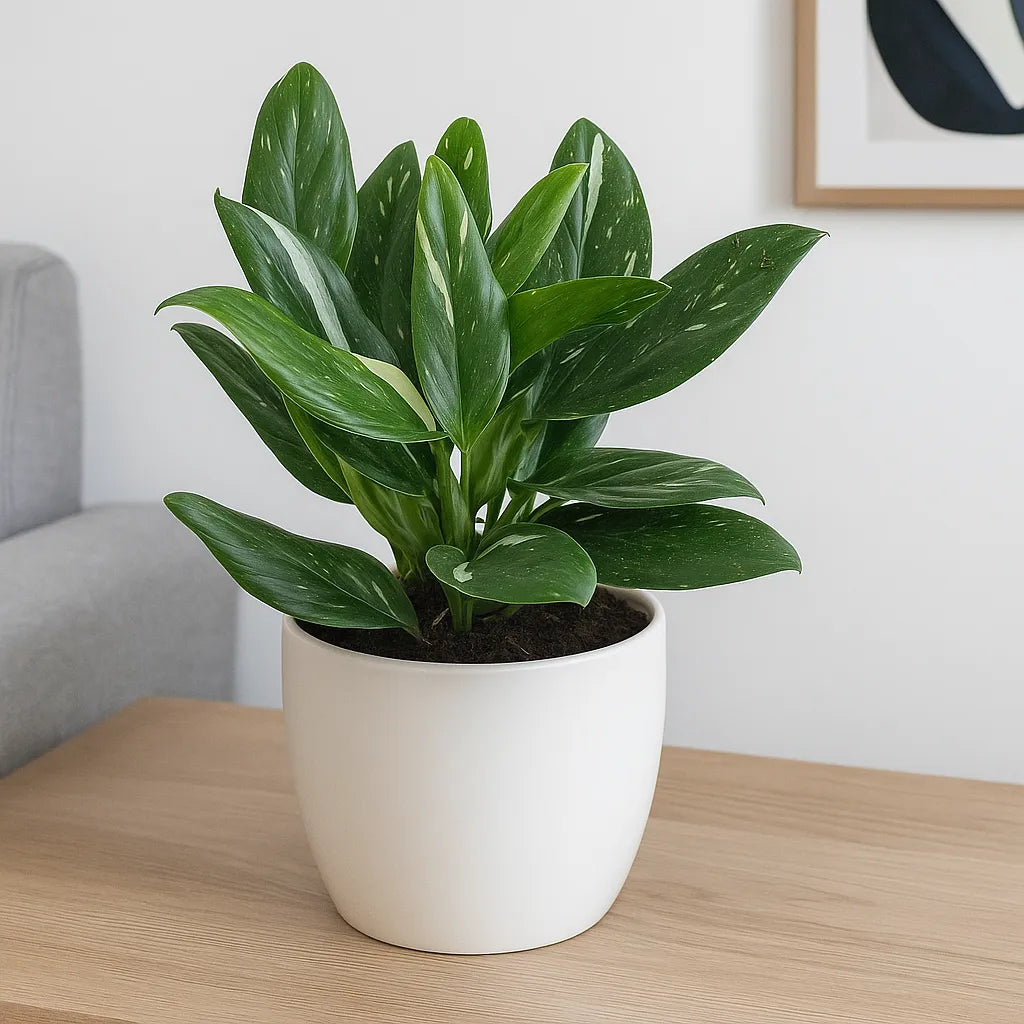 25 - 35cm Philodendron Cobra Variegata Monstera Standleyana 19cm Pot House Plant