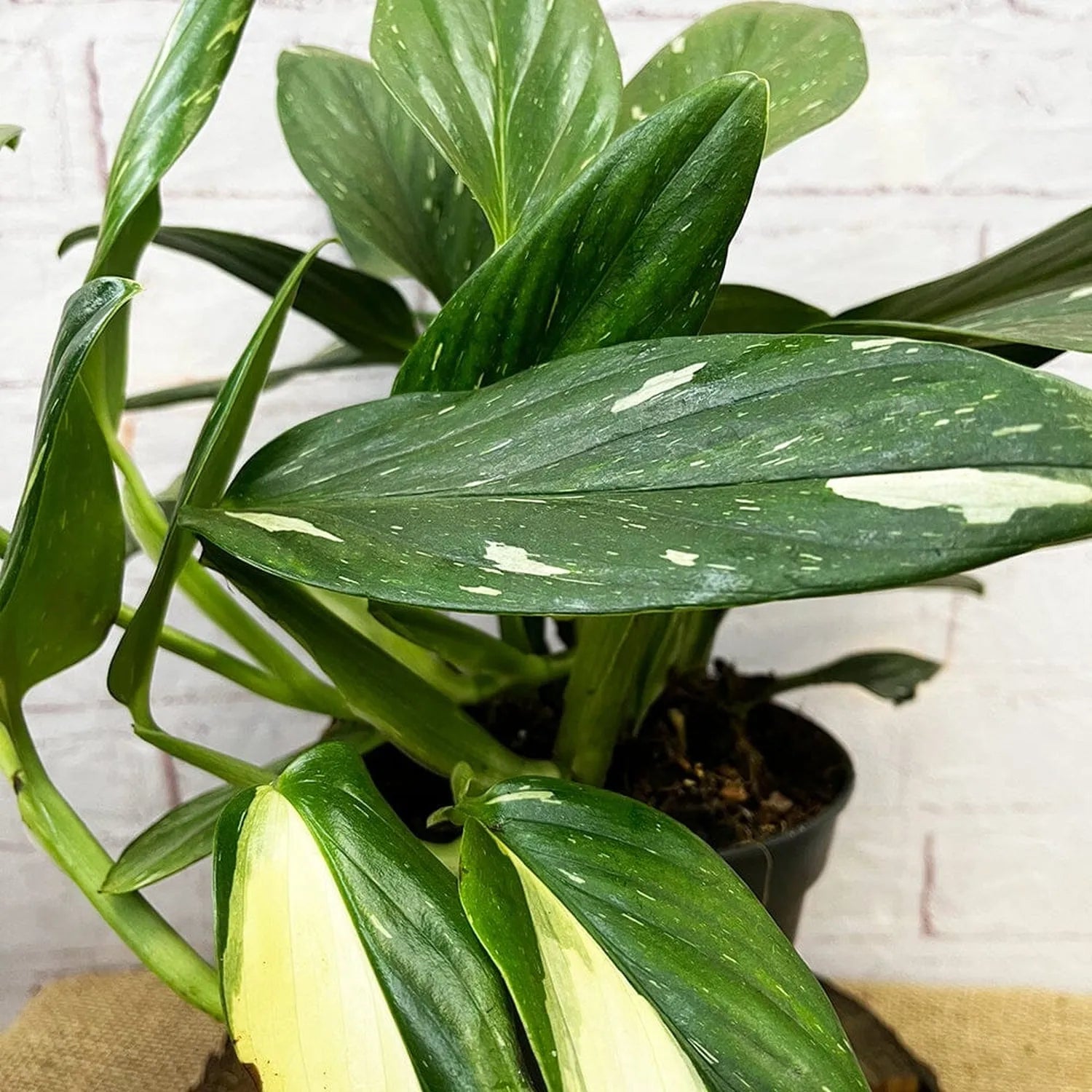 25 - 35cm Philodendron Cobra Variegata Monstera Standleyana 19cm Pot House Plant