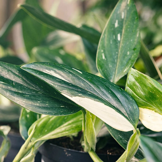 25 - 35cm Philodendron Cobra Variegata Monstera Standleyana 19cm Pot House Plant