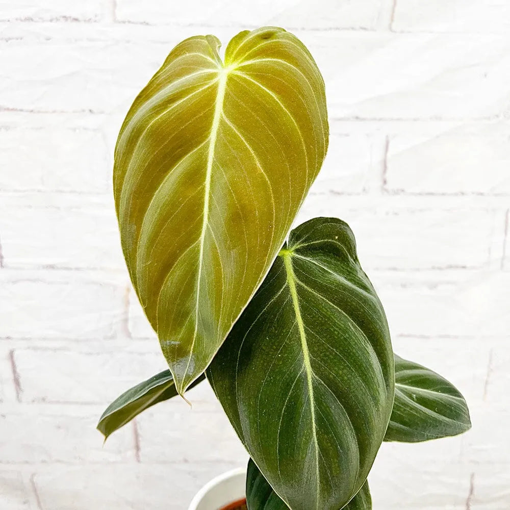 25 - 35cm Philodendron Melanochrysum 12cm Pot House Plant