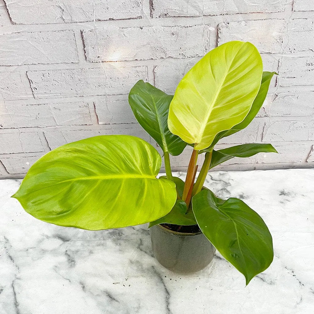 25 - 35cm Philodendron Moonshine Melinonii Ghost 12cm Pot House Plant