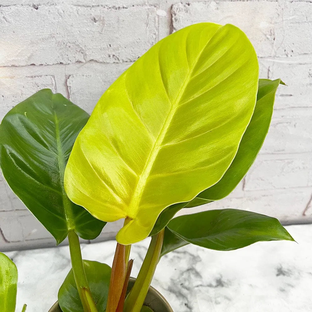 25 - 35cm Philodendron Moonshine Melinonii Ghost 12cm Pot House Plant