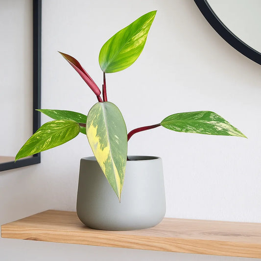 25 - 35cm Philodendron Strawberry Shake House Plant 14 cm Pot