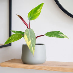 25 - 35cm Philodendron Strawberry Shake House Plant 14 cm Pot