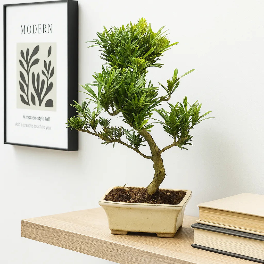 25 - 35cm Podocarpus Chinensis Bonsai Tree in pot 15cm Ceramic Pot House Plant