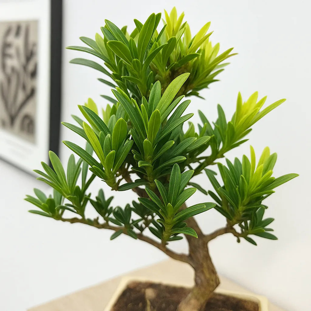 25 - 35cm Podocarpus Chinensis Bonsai Tree in pot 15cm Ceramic Pot House Plant