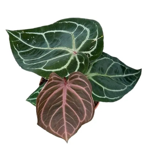 25 - 35cm Red Anthurium Crystallinum House Plant 14cm Pot