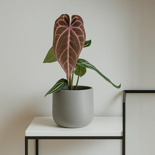 25 - 35cm Red Anthurium Crystallinum House Plant 14cm Pot