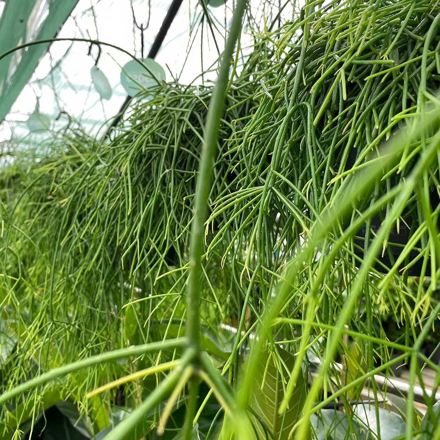 25 - 35cm Rhipsalis Baccifera Oasis in Hanging Pot 15cm Pot House Plant