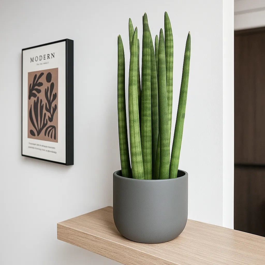 25 - 35cm Sansevieria Cylindrica African Spear Snake Plant 12cm Pot House Plant