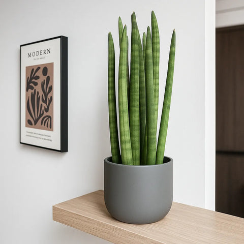 spear sansevieria 25