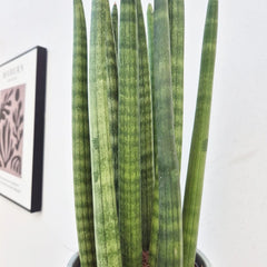 25 - 35cm Sansevieria Cylindrica African Spear Snake Plant 12cm Pot House Plant