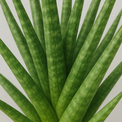 25 - 35cm Sansevieria Cylindrica Snake Plant 12cm Pot House Plant