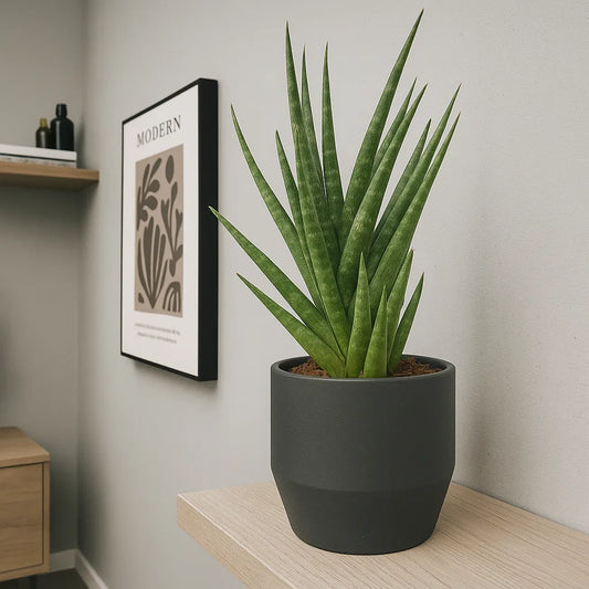 25 - 35cm Sansevieria Cylindrica Snake Plant 12cm Pot House Plant