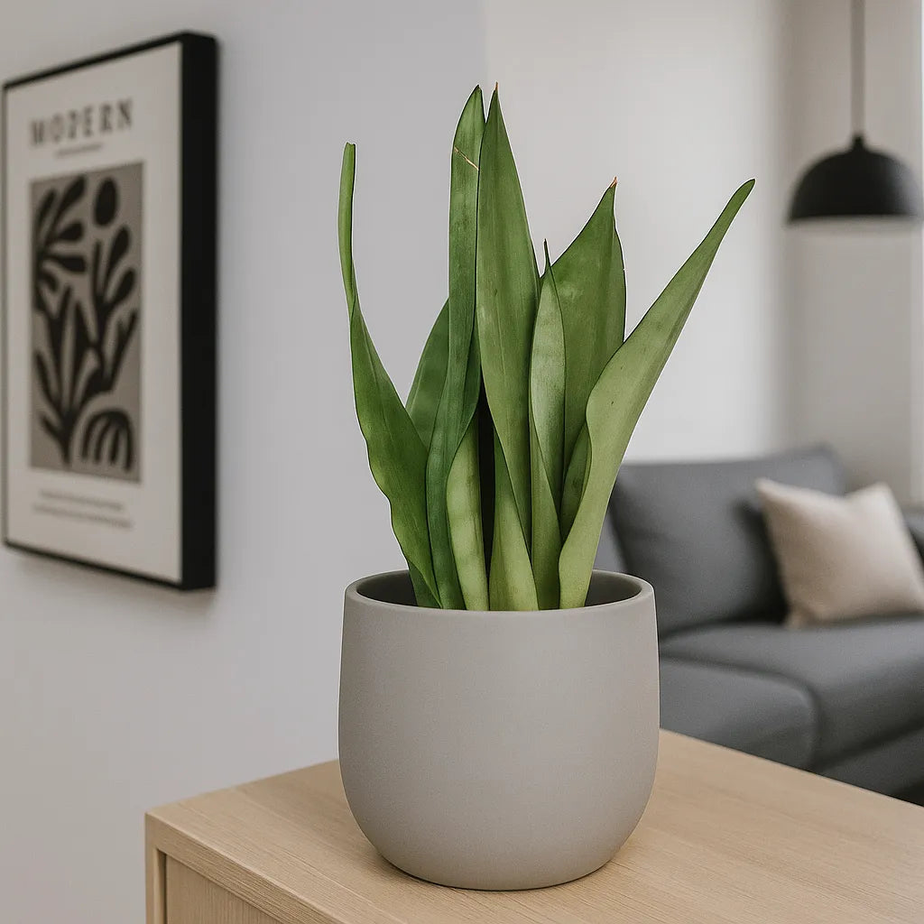 25 - 35cm Sansevieria Moonshine House Plant in 9cm Pot