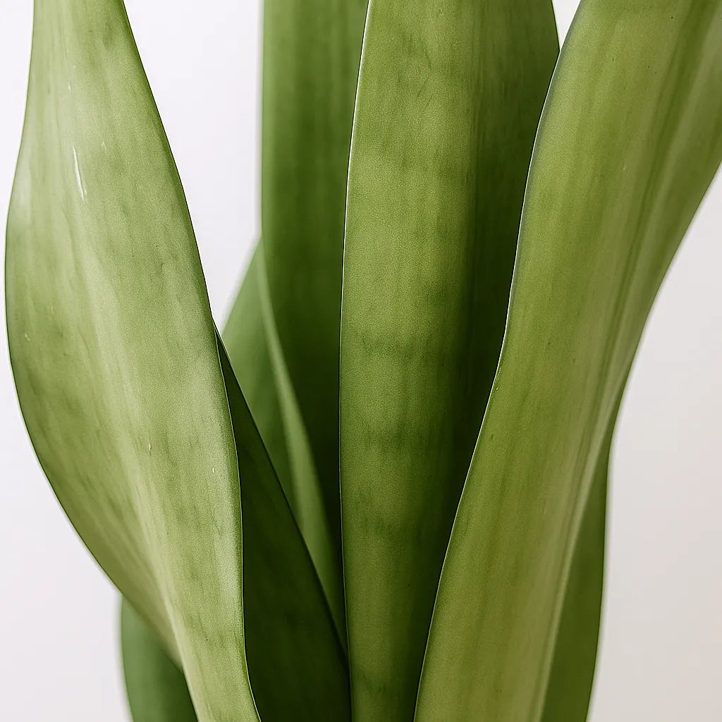 25 - 35cm Sansevieria Moonshine House Plant in 9cm Pot