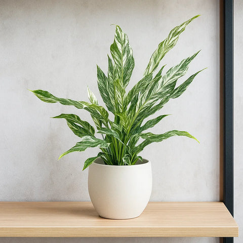 peace lily uk 25