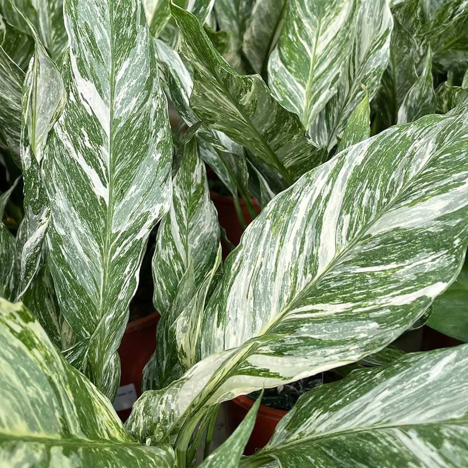 25 - 35cm Spathiphyllum Peace Lilly Variegated Pot 14cm House Plant