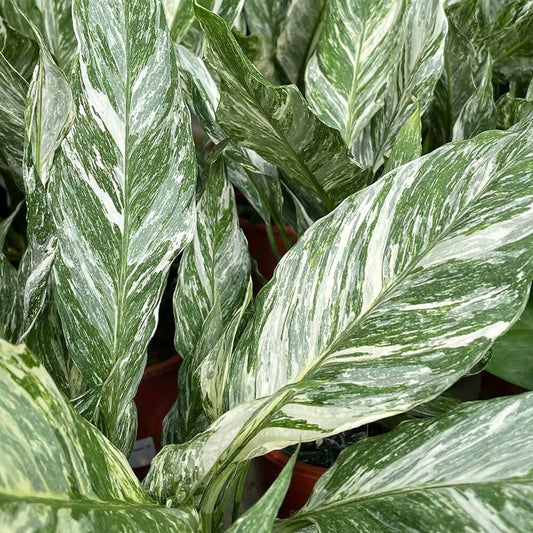 25 - 35cm Spathiphyllum Peace Lilly Variegated Pot 14cm House Plant