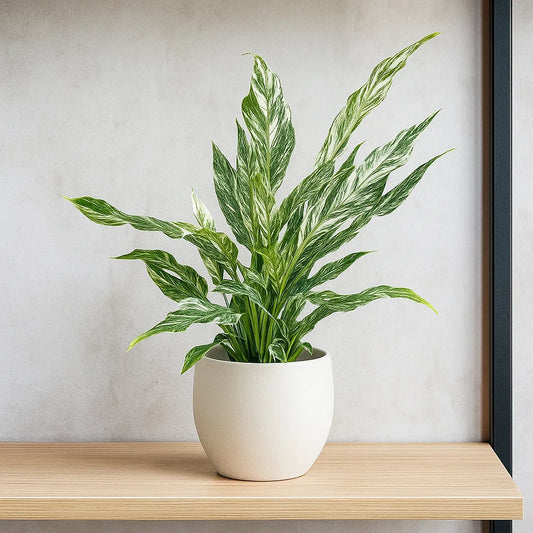 25 - 35cm Spathiphyllum Peace Lilly Variegated Pot 14cm House Plant