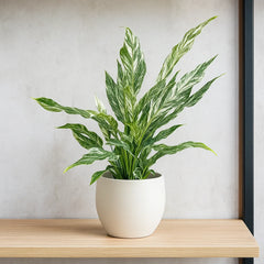 25 - 35cm Spathiphyllum Peace Lilly Variegated Pot 14cm House Plant