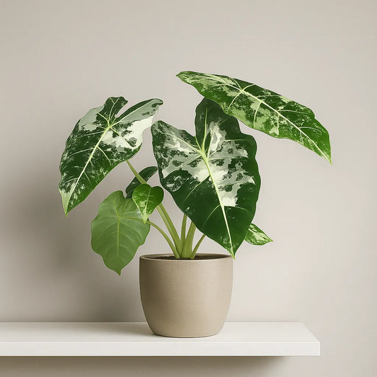 25 - 35cm Variegated Alocasia Frydek Elephant Ear Albo Variegata 14cm Pot