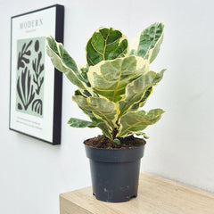 25 - 35cm Variegated Ficus Lyrata House Plant 14cm Pot