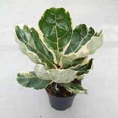 25 - 35cm Variegated Ficus Lyrata House Plant 14cm Pot
